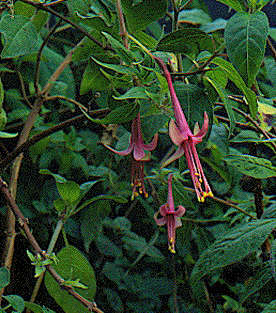F. tillettiana