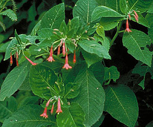 F. tincta