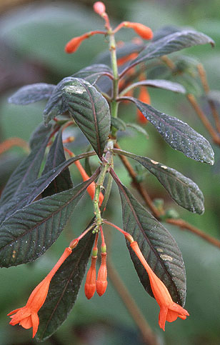 F. triphylla