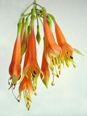 F. tunariensis