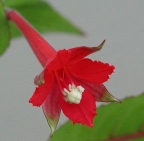 F. vargasiana