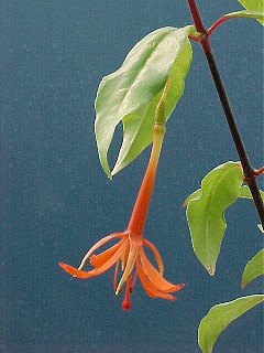 F. venusta