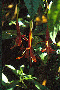 F. venusta