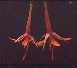 F. venusta