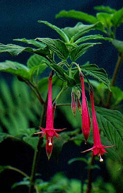 F. vulcanica