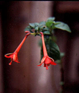 F. wurdackii