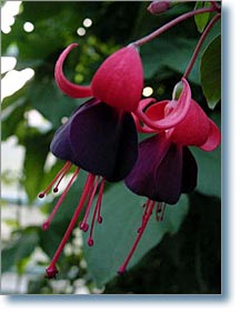 Black Prince