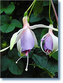 Blue Sleigh Bells