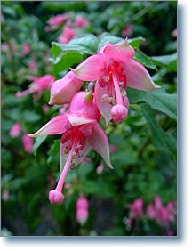 Die Schone Wilhelmine