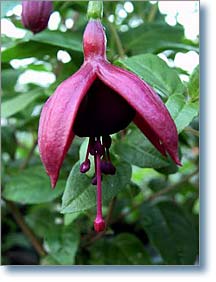 Gerharda's Aubergine