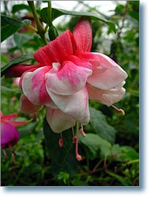 Marie Bambridge