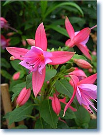Rose Fantasia