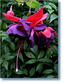 Royal Velvet