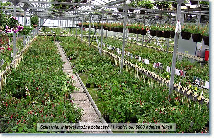 szklarnia