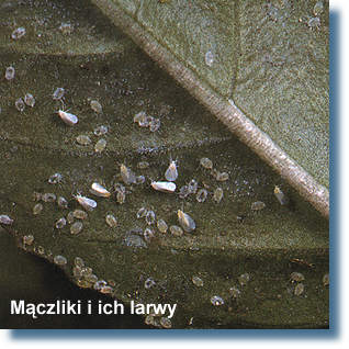 Mączliki