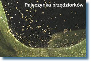 Pajęczynka
