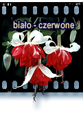 biao-czerwone