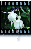 biae
