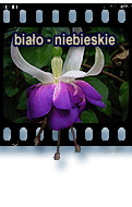 biao-niebieskie