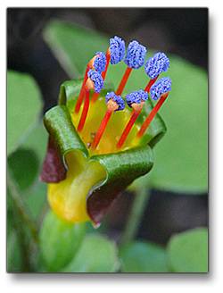 F.procumbens