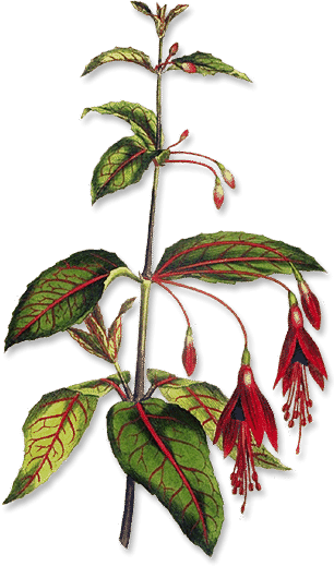F. coccinea (of Aiton) czyli dzisiejsza F. magellanica