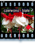 czerwono-biae