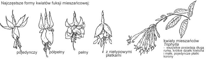 formy wypenienia