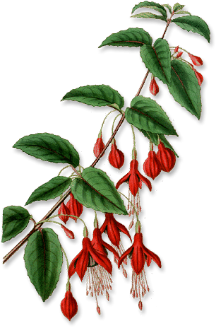 Globosa