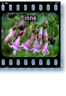 inne