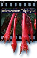 mieszace Triphylla