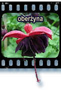 oberyna