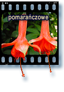 pomaraczowe