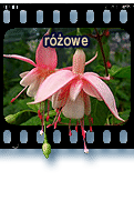 rowe