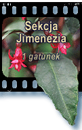 Sekcja Jimenezia