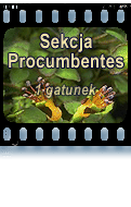 Sekcja Procumbentes