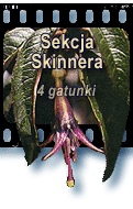 Sekcja Skinnera