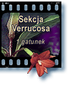 Sekcja Verrucosa
